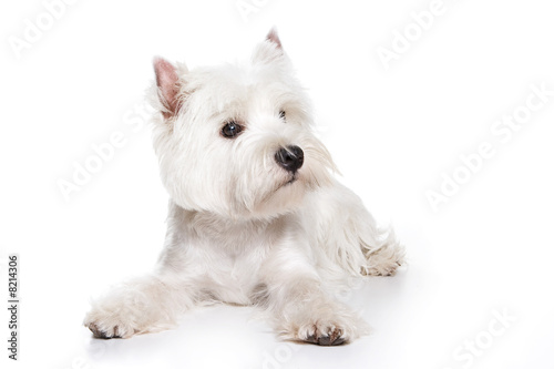 Fotografia West Highland White Terrier puppy on white background
