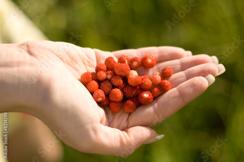 Stawberry in a girl hand. Focus on strawberry.