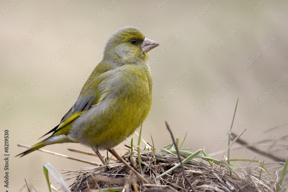 Fototapeta premium European Greenfinch