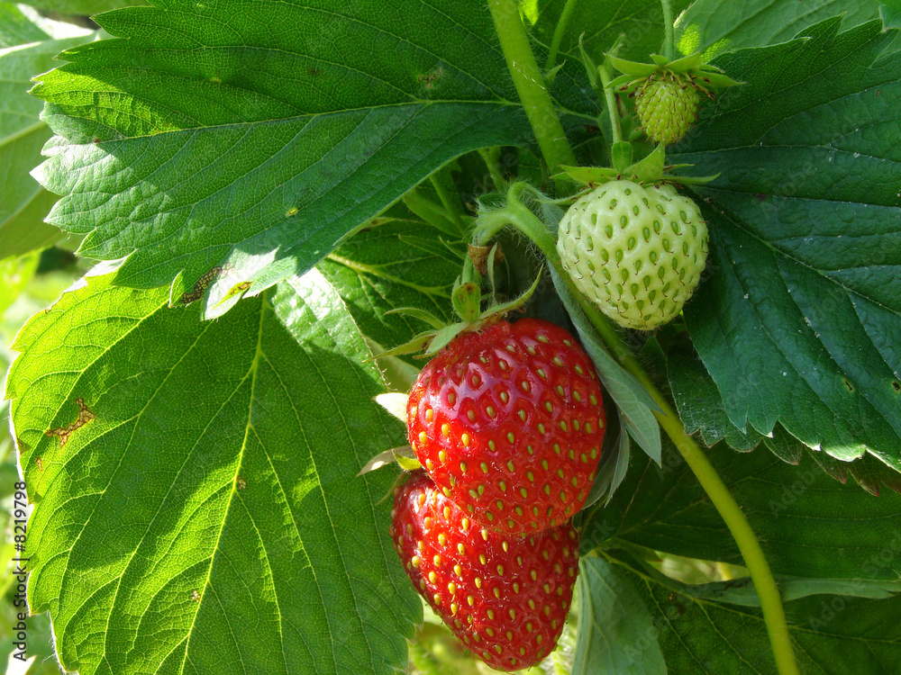 strawberries strawberries