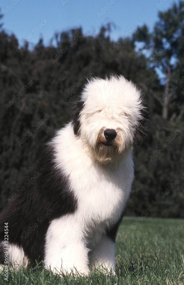 chien  Bobtail