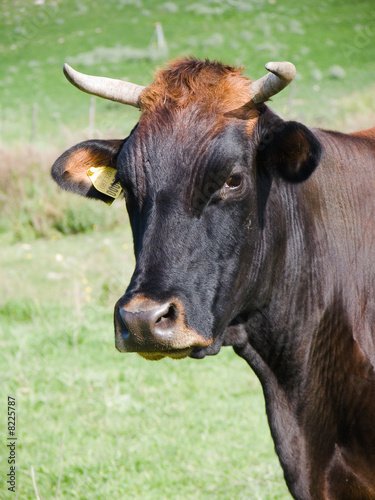 head of cow © ollirg