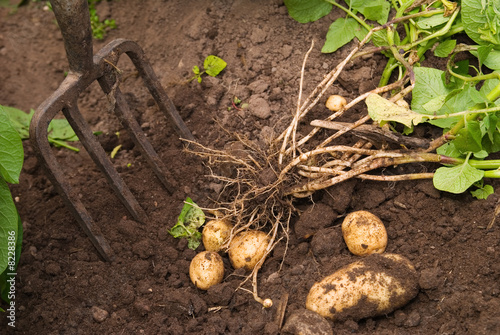 Harvesting Potatoes