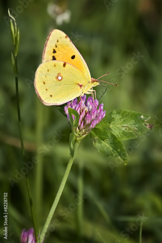 Farfalla gialla sul fiore