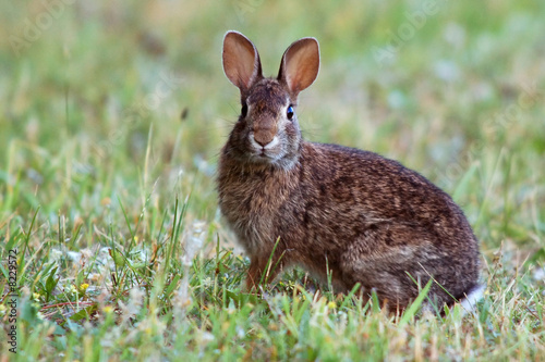 Surprised Rabbit photo