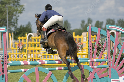 horse show jumping
