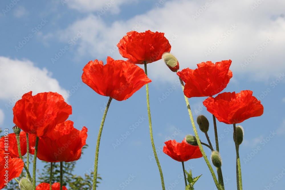 Obraz premium Mohnblumen