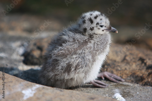 Möwe
