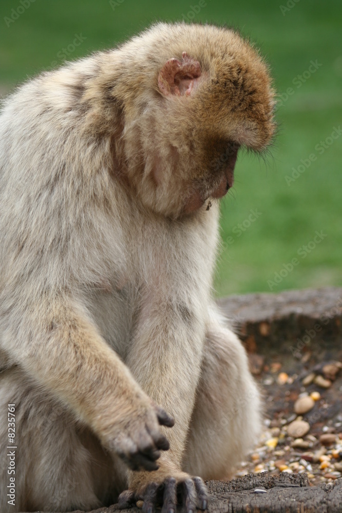 Affe Affe