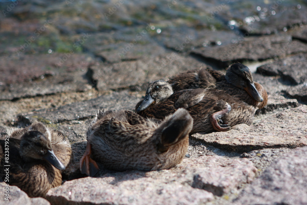 Fototapeta premium Ente