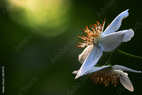 Bilde på lerret Jasmin Blüte