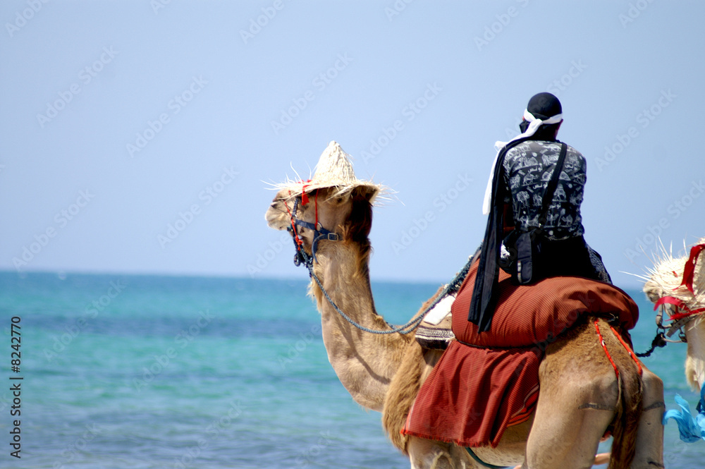 Kamel reiten entlang der Küste