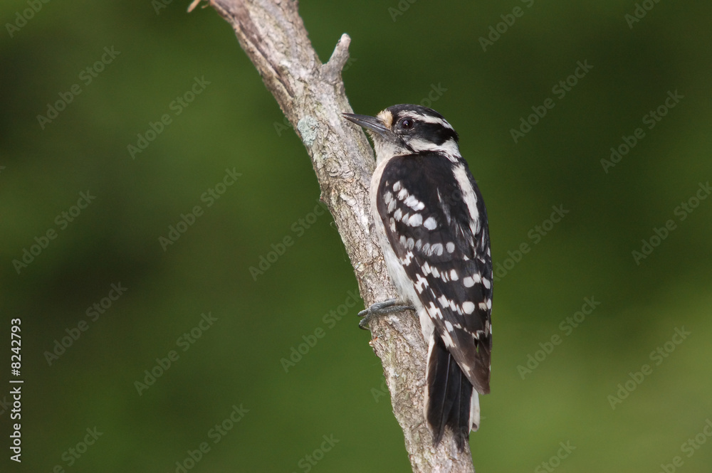 Fototapeta premium Female Downy Woodpecker