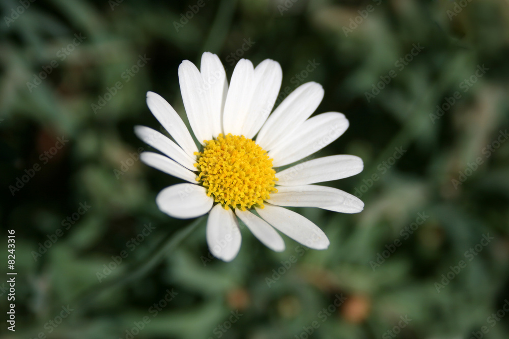 Fototapeta premium margerite