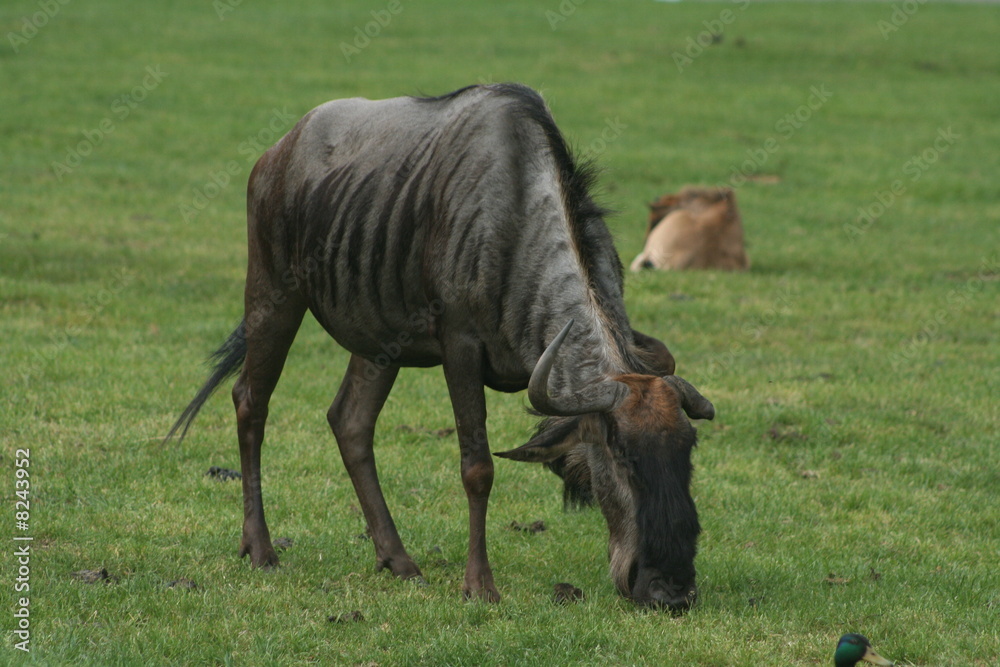 Gnu