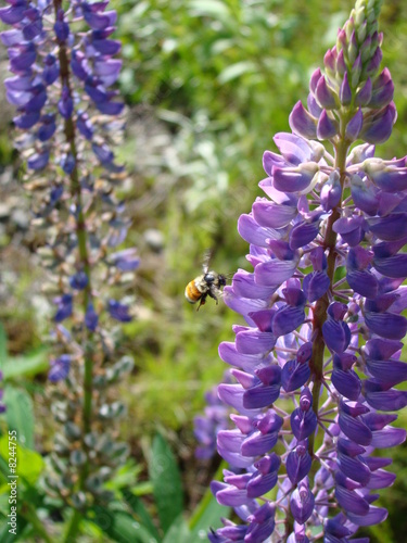 Bee on Flower