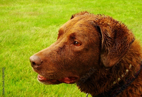 Man's Best Friend