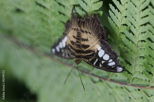 schmetterling