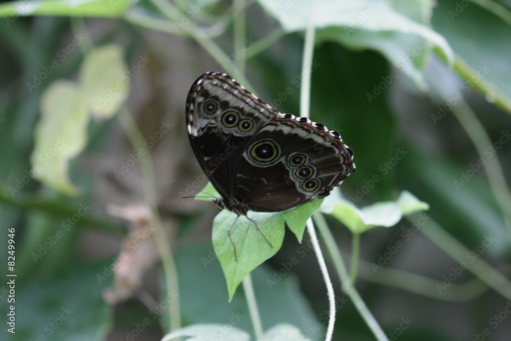 Fototapeta premium schmetterling