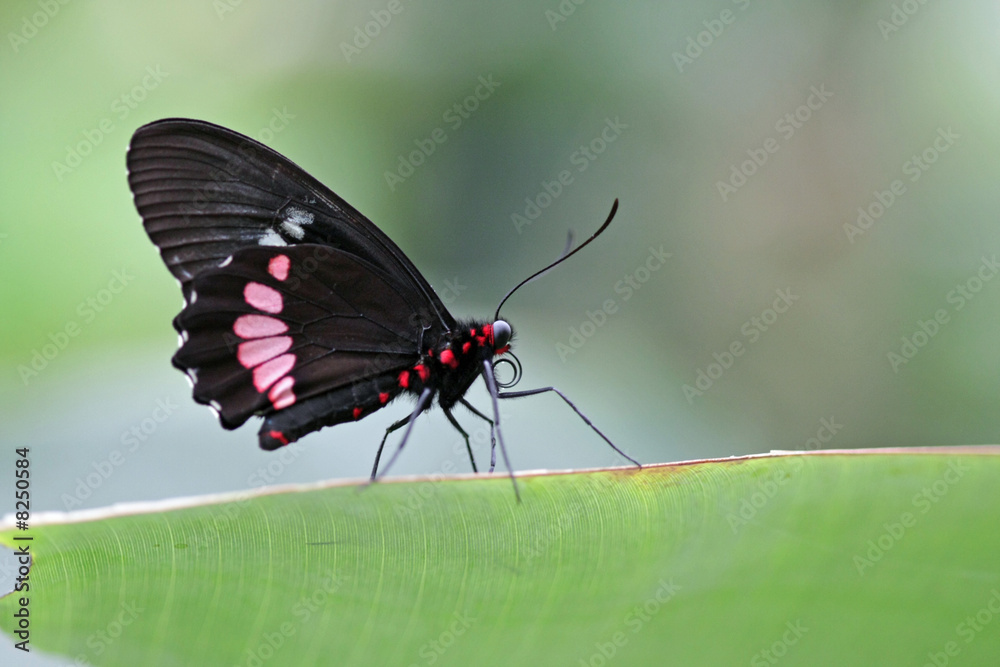 Fototapeta premium schmetterling