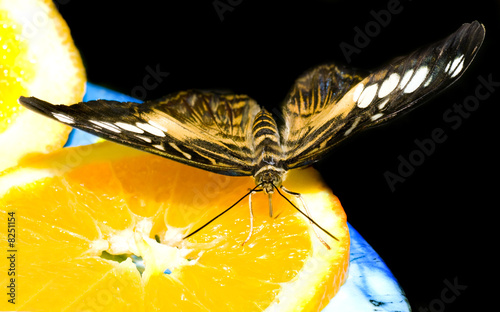 Butterfly auf Orange