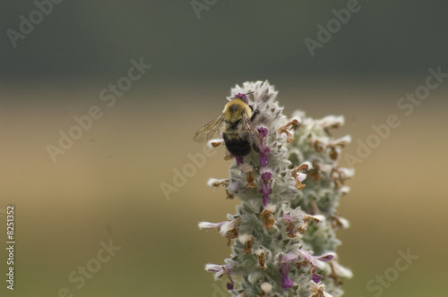 Bee