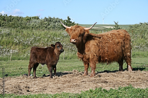 Cow and calf