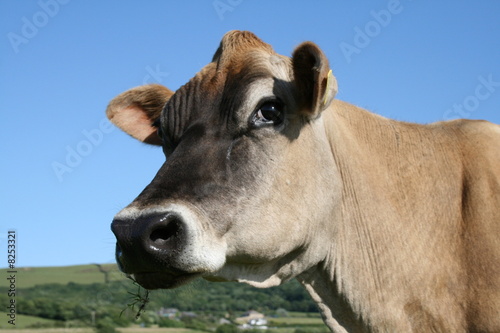 Jersey
