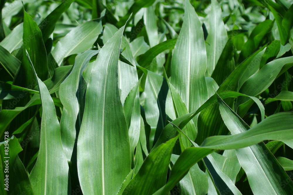 Feuilles de mais,Aisne Feuilles de mais,Aisne