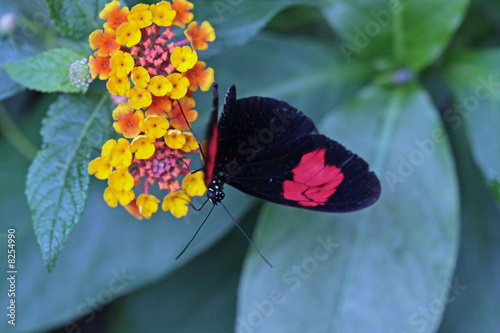 schmetterling photo