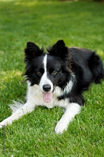border collie