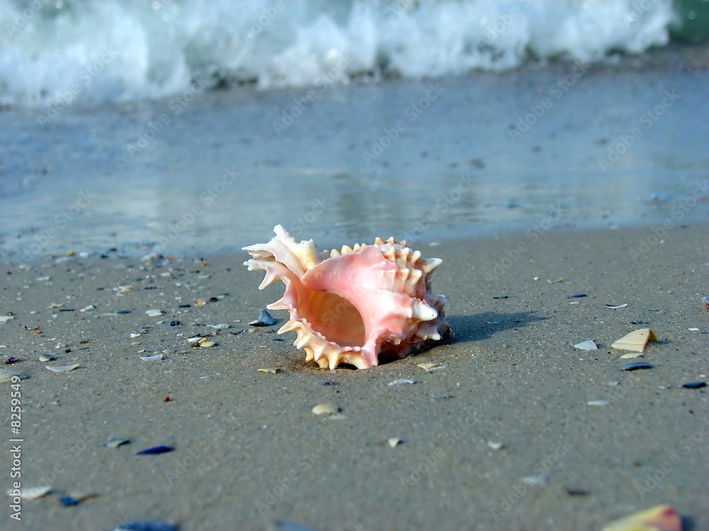 Sea shell 