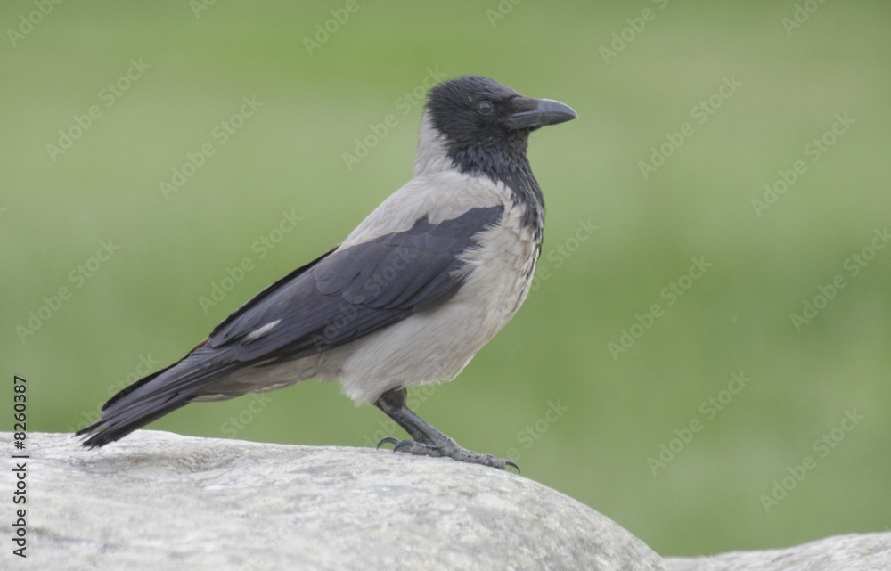 Hooded Crow. Hooded Crow.