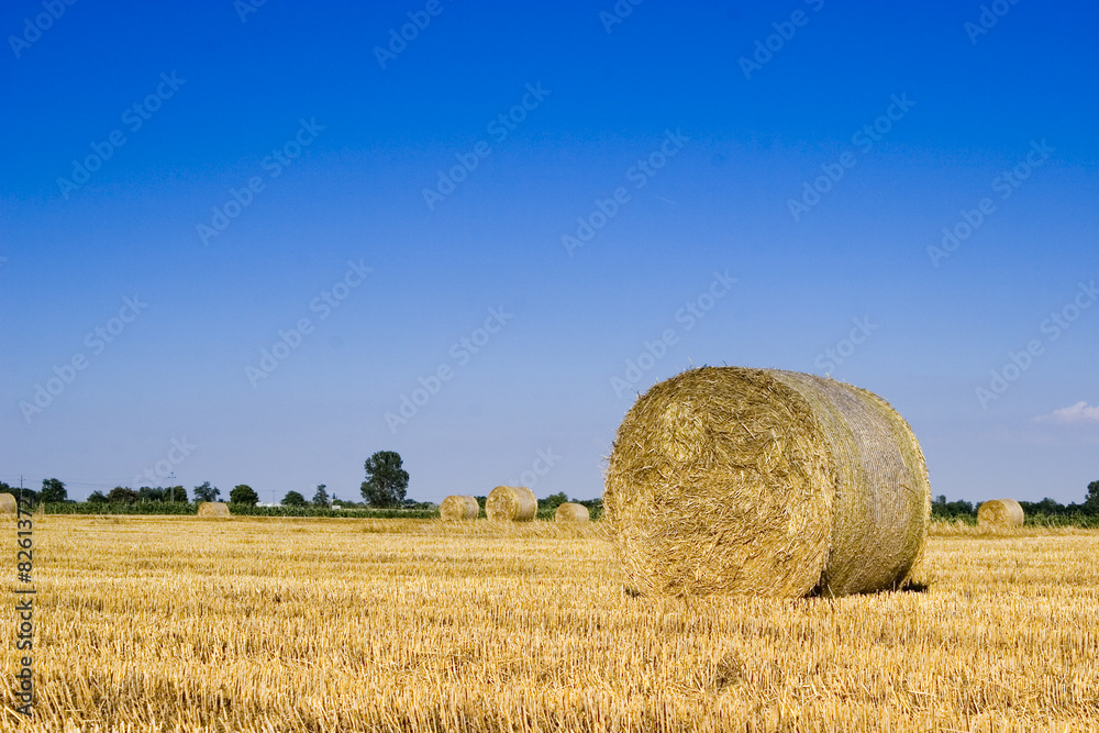 Fototapeta premium Bale in landscape