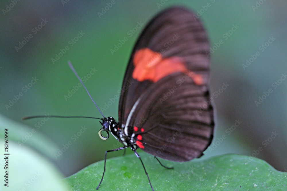 Obraz premium Schmetterling