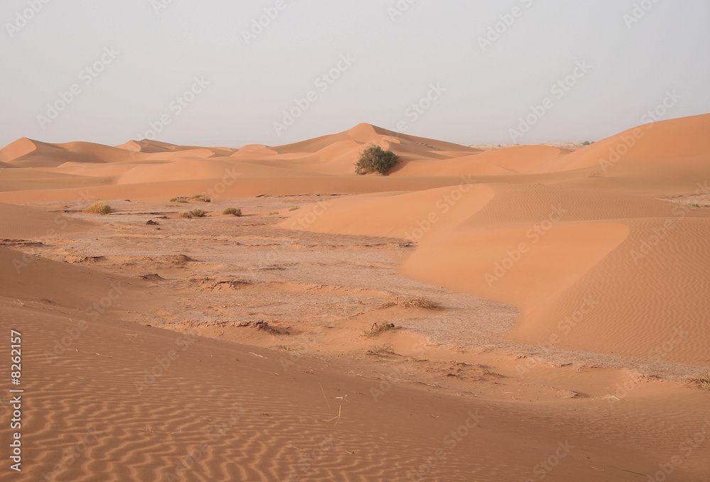 arbre isolé dans les dunes