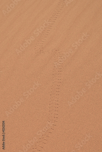 empreintes de scarabée dans le sable