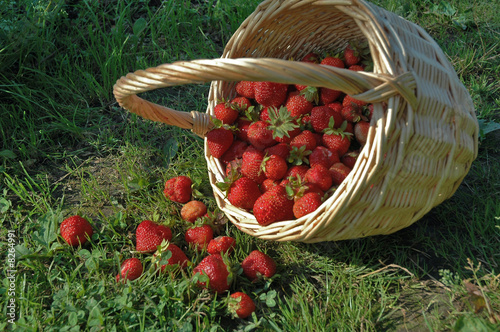 The harvest of the strawberries.
