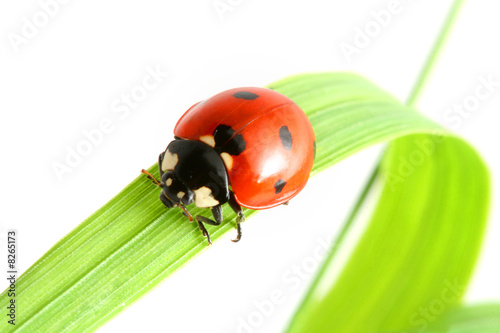 Fototapeta ladybug go to you