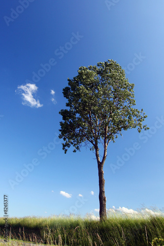 Solitaire tree at the field and blue sky