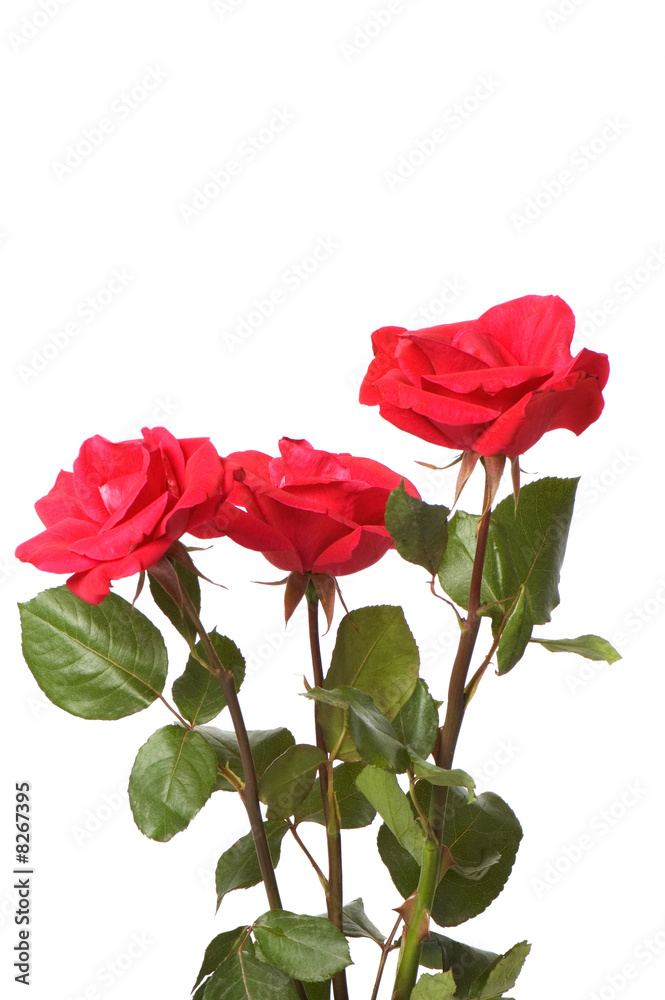 Naklejka premium Red rose isolated on the white backgroumd