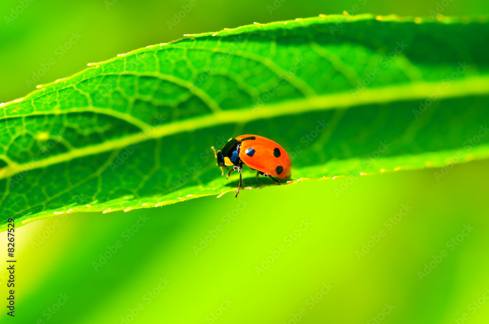 Lady bug sitting on the long green leave Lady bug sitting on the long green leave
