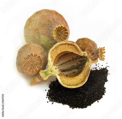 Opium poppy capsules with seeds