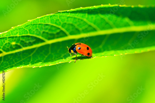 Lady bug sitting on the long green leave