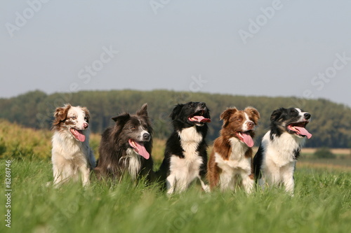 Obraz na płótnie chien ensemble Border Collie w salonie