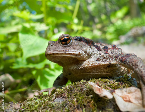 Far-eastern Toad  Bufo gargarizans  9