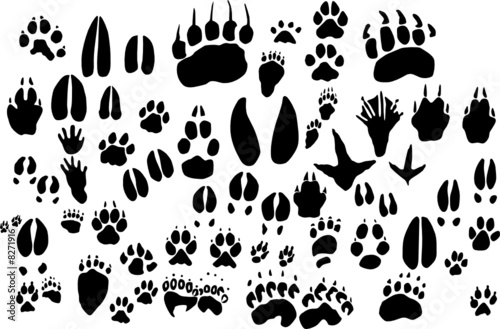 Collection of vector outlines of animal foot prints
