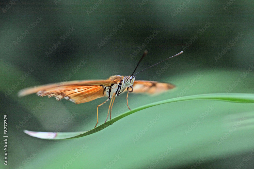 custom made wallpaper toronto digitalSchmetterling