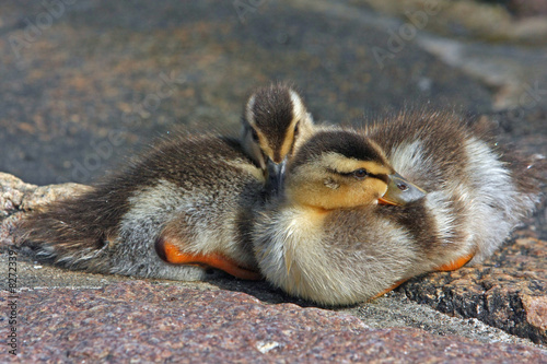 Ente