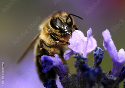 Fleissige Biene